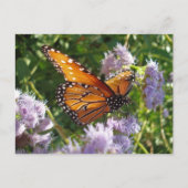 Schönes, helles Orange Monarch Butterfly Foto Postkarte (Vorderseite)
