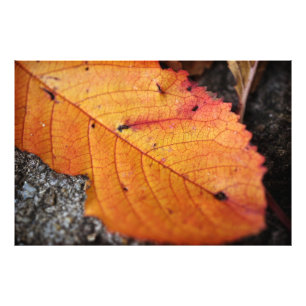 Schönes Herbstblatt Fotodruck