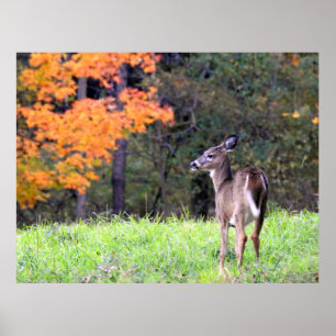 Schönes Hirsch im Herbst Feld Poster