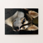 Schönes Husky Throw Kissen Puzzle (Horizontal)