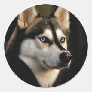 Schönes Husky Throw Kissen Runder Aufkleber