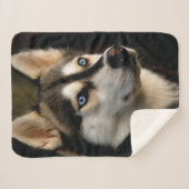 Schönes Husky Throw Kissen Sherpadecke (Vorderseite (Horizontal))