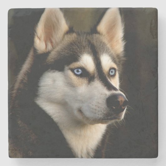 Schönes Husky Throw Kissen Steinuntersetzer (Vorderseite)