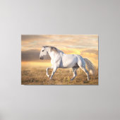 Schönes iberisches Pferd auf der Wiese bei Sonnenu Leinwanddruck (Vorderseite)