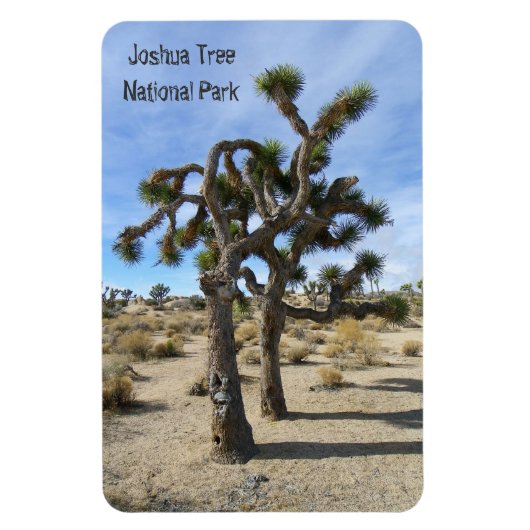 Schönes Joshua Tree Premium Magnet! Magnet (Vertikal)