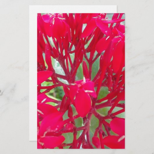 Schönes Kaleidoskop mit farbenfroher Rotmilch Briefpapier (Vorne/Hinten)