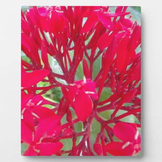 Schönes Kaleidoskop mit farbenfroher Rotmilch Fotoplatte (Vorderseite)