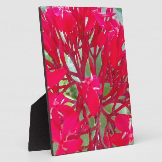 Schönes Kaleidoskop mit farbenfroher Rotmilch Fotoplatte (Seite)