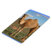 SCHÖNES KAMEL MAGNET (Linke Seite)