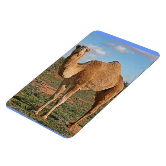 SCHÖNES KAMEL MAGNET (Linke Seite)