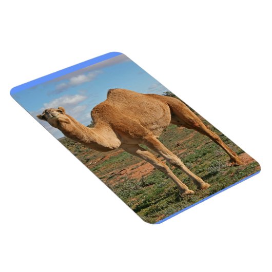 SCHÖNES KAMEL MAGNET (Rechte Seite)