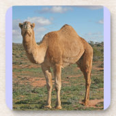 SCHÖNES KAMEL UNTERSETZER (Vorderseite)