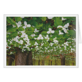 Schönes Kanada Landschaft Niagara: LOWPRICE Gesche