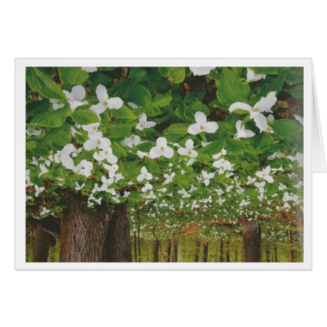 Schönes Kanada Landschaft Niagara: LOWPRICE Gesche (Vorderseite (Horizontal))