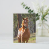 Schönes Kastanienbrown Pferd im Feld Postkarte (Stehend Vorderseite)
