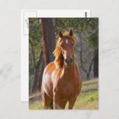 Schönes Kastanienbrown Pferd im Feld Postkarte (Vorne/Hinten)