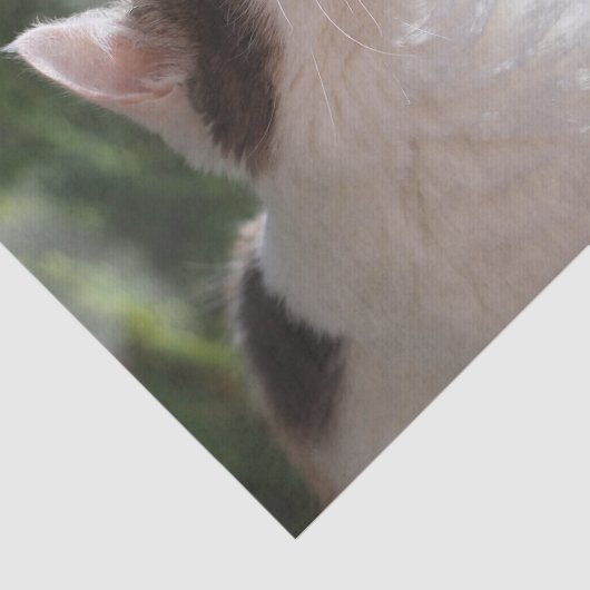 Schönes Kätzchen im Garten Seidenpapier (Ausschnitt)