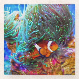 Schönes Korallenriff mit Clownfisch Glasuntersetzer