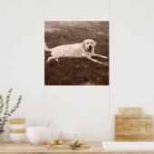 schönes Labrador Retriever Poster (Küche)