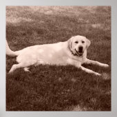 schönes Labrador Retriever Poster (Vorne)