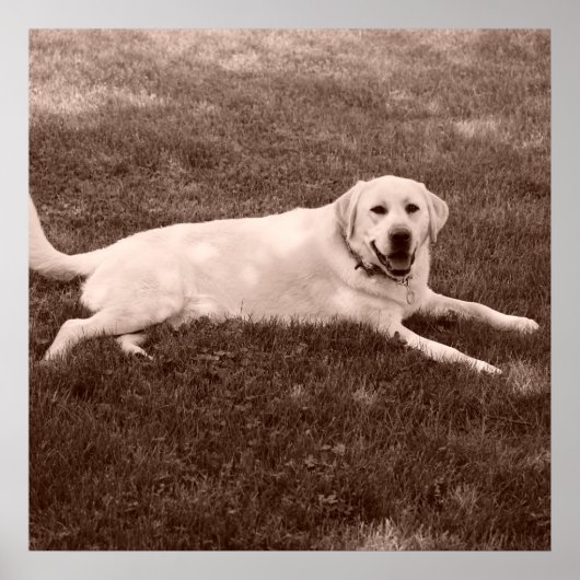 schönes Labrador Retriever Poster (Vorne)