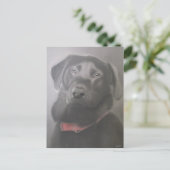 Schönes Labrador Retriever Zeichnend Postkarte (Stehend Vorderseite)