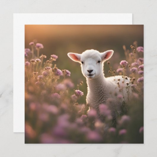 Schönes Lamm (Vorne/Hinten)