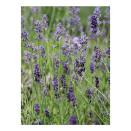 Schönes Lavendel-Plakat Poster