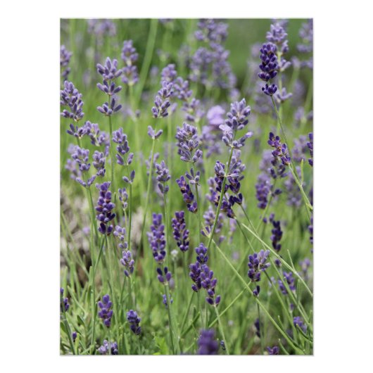 Schönes Lavendel-Plakat Poster (Vorderseite)