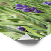 Schönes Lavendel-Plakat Poster (Ecke)