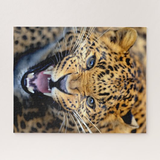 Schönes Leopard Nah-up, Jigsaw Puzzle (Horizontal)