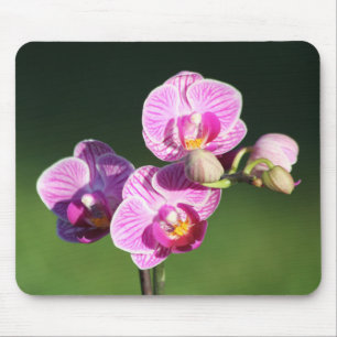Schönes Lila und rosa Orchid Mousepad