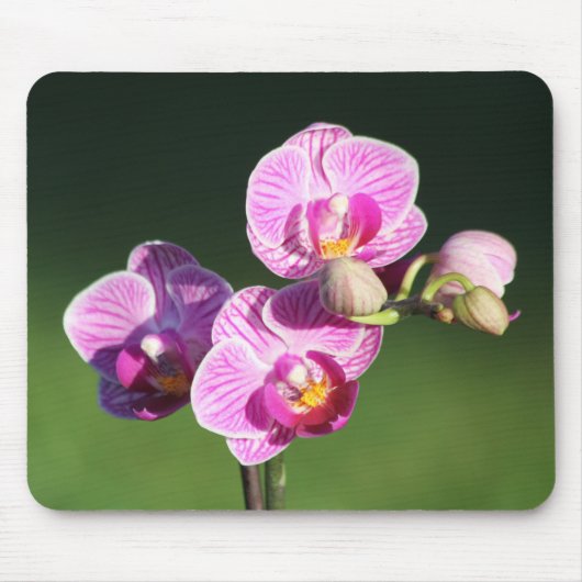Schönes Lila und rosa Orchid Mousepad (Vorne)