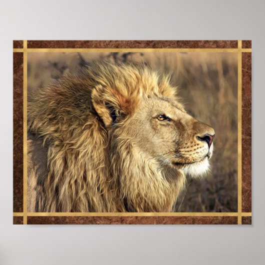 Schönes Lion Foto Poster (Vorne)