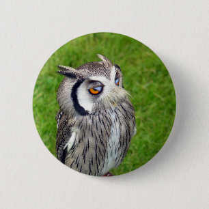 Schönes Little Owl Button