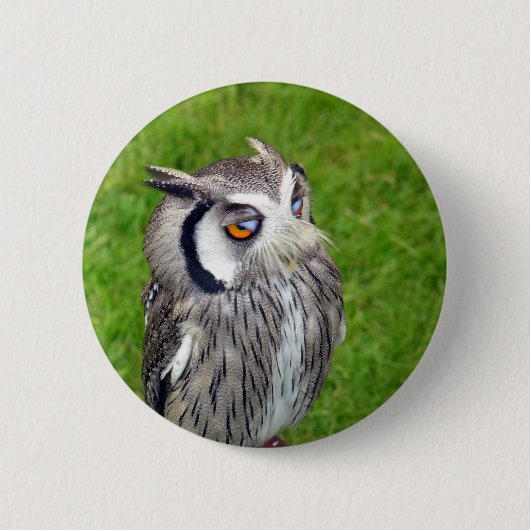 Schönes Little Owl Button (Vorderseite)