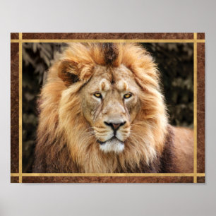 Schönes Löwengesicht-Foto Poster