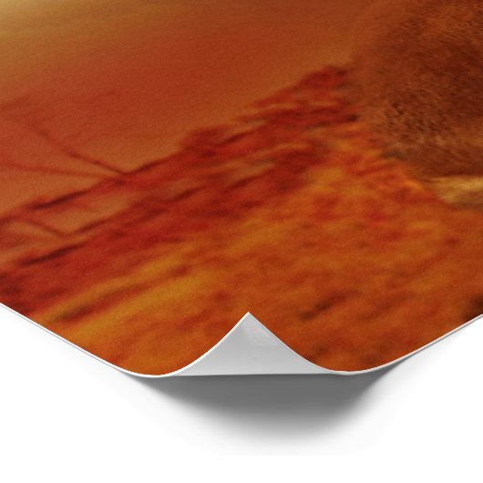 Schönes Löwenpaar Poster (Ecke)