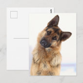 Schönes lustiges deutsches Hirtenportrait Postkarte (Vorne/Hinten)