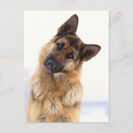 Schönes lustiges deutsches Hirtenportrait Postkarte