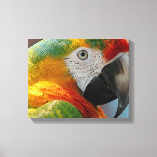 Schönes Macaw Leinwanddruck (Vorderseite)