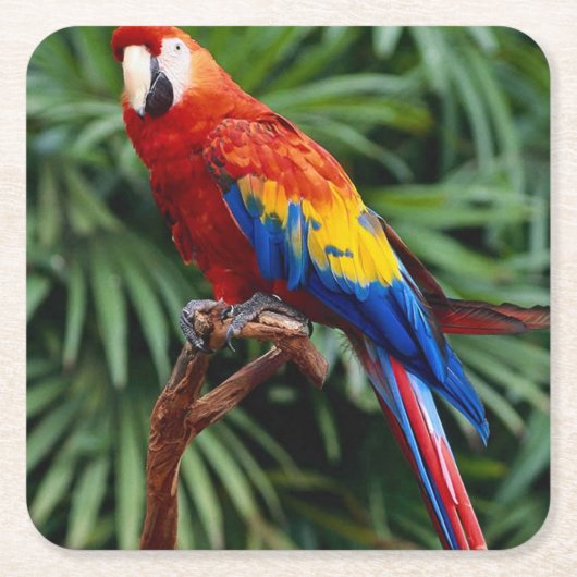 Schönes Macaw Untersetzer Set (Vorderseite)