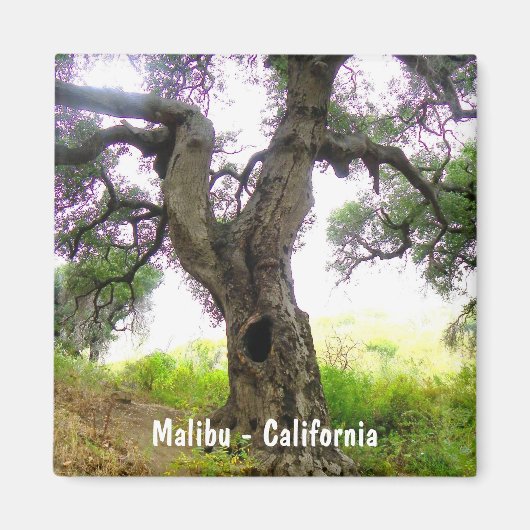 Schönes Malibu Magnet! Magnet (Vorne)
