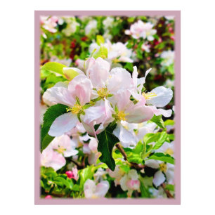 Schönes Malus asiatica Foto