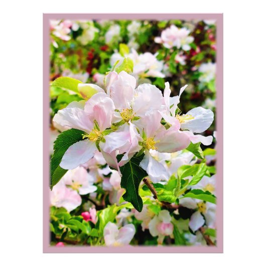 Schönes Malus asiatica Foto (Vorne)