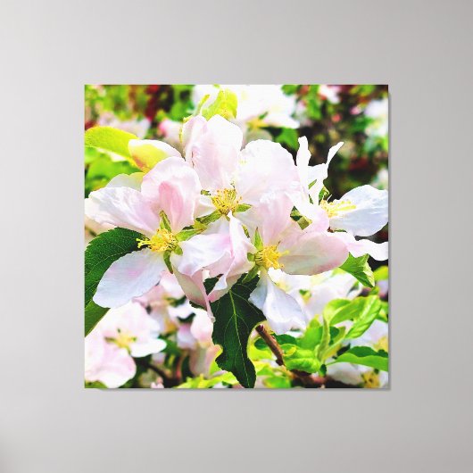 Schönes Malus asiatica Foto Leinwanddruck (Vorderseite)