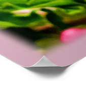 Schönes Malus asiatica Foto Poster (Ecke)