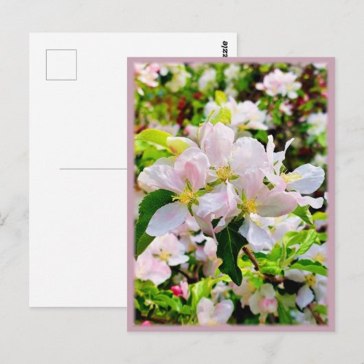 Schönes Malus asiatica Foto Postkarte (Vorne/Hinten)