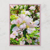 Schönes Malus asiatica Foto Postkarte (Vorderseite)