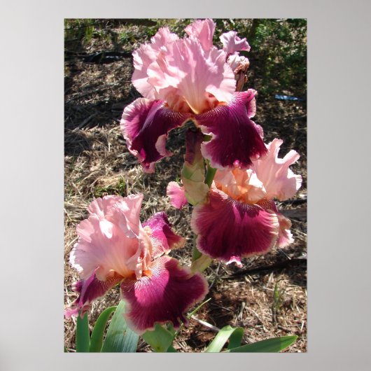 Schönes Maroon Dark Pink Flower Garden Poster (Vorne)
